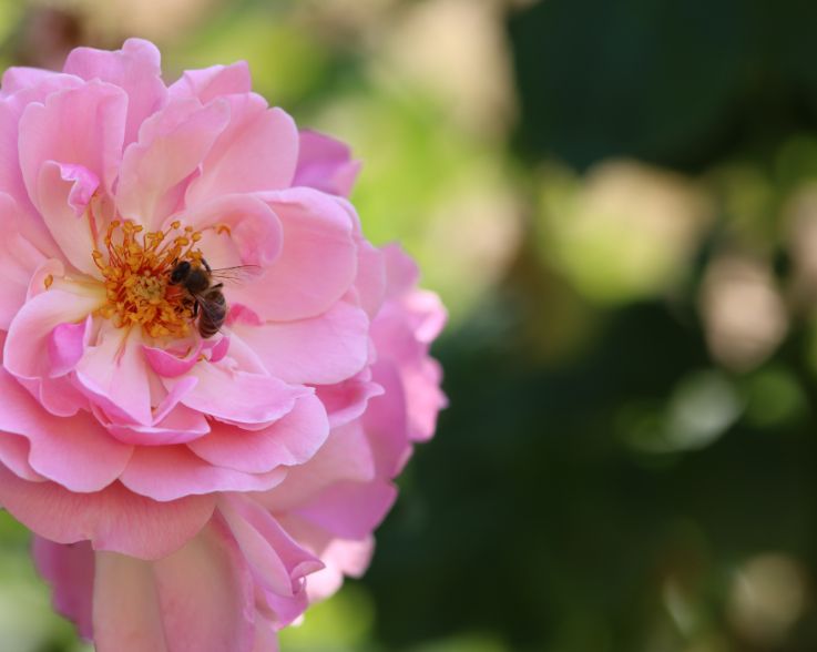 Wertvolle Steuerungsinformationen für PRIMAVERA
